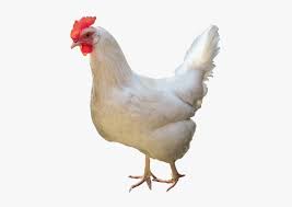 Check spelling or type a new query. White Chicken Png High Quality Image White Chicken White Background Transparent Png Kindpng