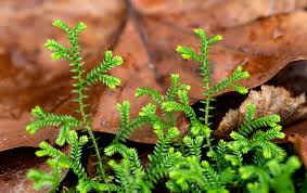 Image result for Selaginella tenerrima