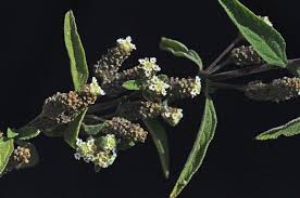 Image result for Lippia woodii