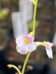 Image result for Genlisea