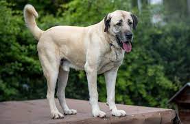 Merak edenler için kangal köpekleri hakkında bilinmesi gerekenleri anlattık. Beiss Attacke In Balingen Kangal Besitzerin Nimmt Ihren Hund In Schutz Baden Wurttemberg Stuttgarter Nachrichten