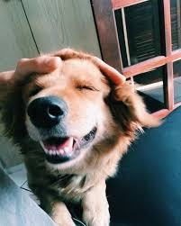 Pin By Seval Ates On Animals Cute Dogs Cute Puppies Doggy