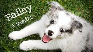 The breed is also known for its sensitivity and awareness of emotions in people. Welcome Home Bailey Blue Merle Border Collie Puppy 2 Months Youtube