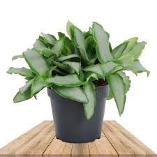 Image result for Murdannia stricta