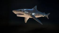 Scroll down for image gallery. F 5 Tiger Shark 3d Models Stlfinder