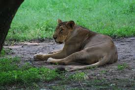 Animal Names In Malayalam