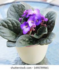 Image result for Saintpauliopsis