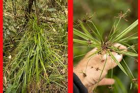 Image result for Meiostemon tetrandrus