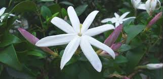 Maybe you would like to learn more about one of these? Mengenal Jenis Bunga Melati Si Mungil Yang Penuh Pesona Abahtani