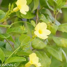 Image result for Allamanda