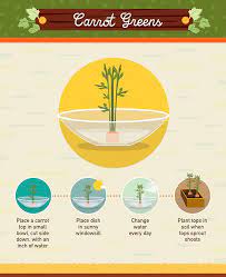Infographic 19 Foods You Can Regrow From Scraps Regrow Vegetables Growing Carrots Growing Vegetables