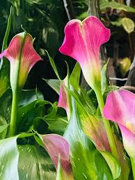 Image result for Zantedeschia aethiopica