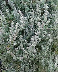 Image result for Plecostachys