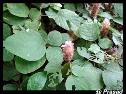 Image result for Uraria