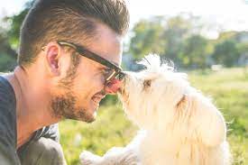 Sudden Blindness In Cats And Dogs Pender Vet Animal Hospital Fairfax Chantilly Va