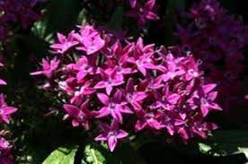Cara merawat bunga pentas lanceolata. Tumbuh Tanaman Penta Cara Merawat Pentas Id Haenselblatt Com