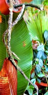 Image result for Ceropegia cimiciodora