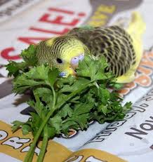 Pin On Baby Birds
