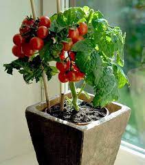How To Grow Tomatoes Inside Growing Tomatoes Indoors Growing Cherry Tomatoes Growing Organic Tomatoes
