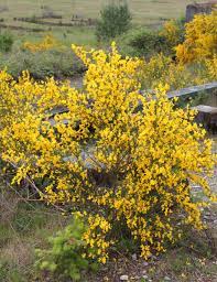 Washington State Noxious Weed Control Board