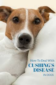 What Does Increased Hunger Lack Of Energy Loss Of Hair And Muscle Weakness Have In Common They Re All Sympt Cushings Disease Dogs Dog Illnesses Westie Dogs