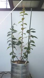 ブルーベリー 一本立ち