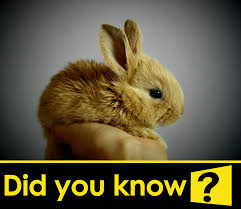 Did You Know In Queensland Australia Owning A Pet Rabbit Is Illegal Unless You Can Prove That You Re A Magician Magicianf Pet Rabbit The Magicians Pets