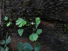 Image result for Actiniopteris pauciloba