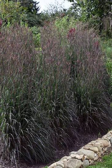 Buy Holy Smoke Big Bluestem Grass (Andropogon) | FREE SHIPPING |Wilson bros  gardens | 1 Gallon Pot for Sale Online