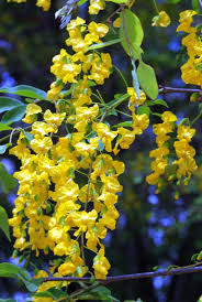 Image result for Pterocarpus lucens