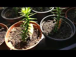 We did not find results for: Growing A Monkey Puzzle Tree From Seed Animated Science