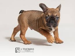 Some of our previous customers say they look a cub when born because of their darker fur. French Bulldog Dog Male Sable 2828990 Petland Topeka