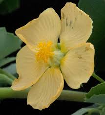 Image result for Abutilon sonneratianum