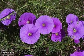 Image result for Ipomoea lapathifolia