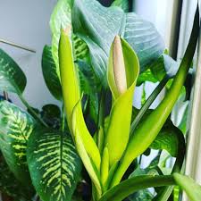 Image result for dieffenbachia flower