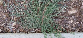 Leaves are wide, veins branch out in different directions. The Scourge Of Spurge Weed Spreads Quickly