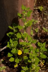 Image result for Dysphania carinata