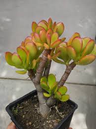 Image result for Crassula maputensis