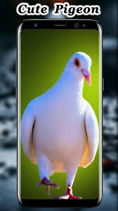 Personalize your mobile phone with our free ringtones, wallpapers, themes, apps, video and games for android, apple iphone, symbian and java devices. Cute Pigeon Wallpaper For Android Apk Download