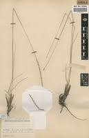 Image result for Rhytachne