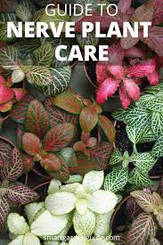 Nerve Plant Care Fittonia Grow Nerve Plants With Ease Top Tips For Growing Nerve Plants Nerve Plant House Plant Care Plant Care Houseplant