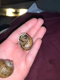 Want to know if aquarium snails sleep? Is My Snail Dead King Is A Very Active Snail I Know Snail Sleep A Lot So I Didn T Worry Much When He Hid Inside The Skull For A Couple Days I