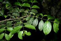 Image result for Canthium oligocarpum