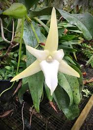 Image result for Angraecum cultriforme