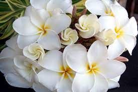 Plumeria Flower Meaning Flower Meanings Plumeria Bouquet Bach Flower Remedies