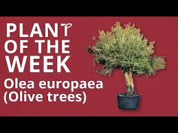 Image result for Olea europaea