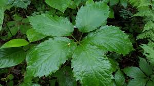 Image result for Parthenocissus