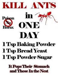 Maybe you would like to learn more about one of these? Kill Ants And Their Colonies In Just A Day I Had Thousands Of Small Red Ants And Large Red Ones Around My Front And Back Get Rid Of Ants Kill Ants