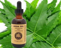 Aceite De Neem 100 Puro Organico Sin Diluir Sin Refinar Etsy