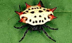 It is important to remember that spiders seen in texas are not bound by the territorial lines decided on by humans, therefore their distribution is subject to change. Spinybacked Orbweaver Spider Gasteracantha Cancriformis Linnaeus
